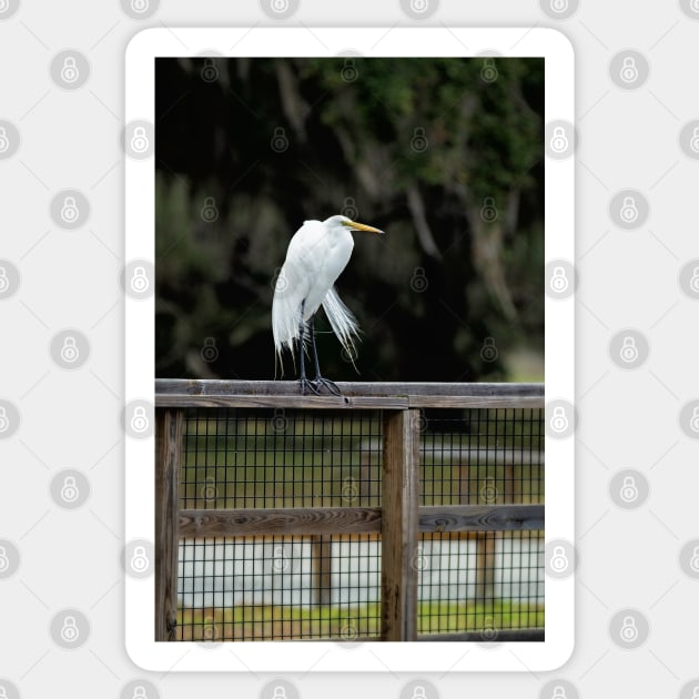 Great Egret, Lake Kissimmee, Florida Sticker by irishmurr